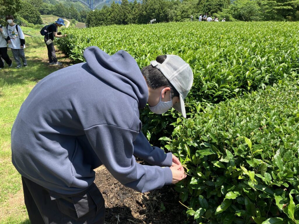 一つ一つ丁寧に摘みました！